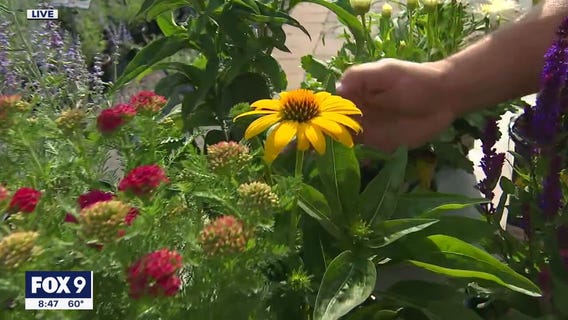 How to add a "wow factor' in your home with summer perennials