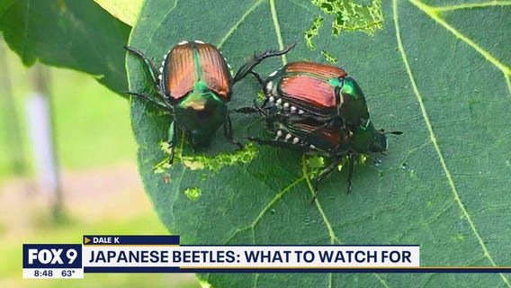 Keeping Japanese Beetles under control in your garden