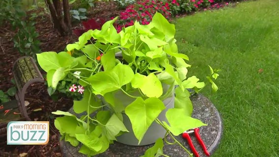 Ask the Gardener: Tips for your garden