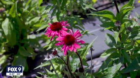 A look at the 'Slow Flower Movement'