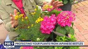 Protecting your plants from Japanese Beetles