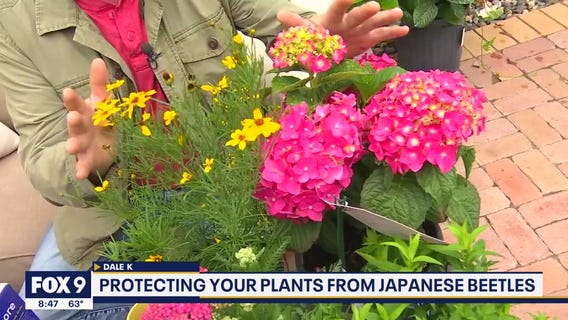 Protecting your plants from Japanese Beetles