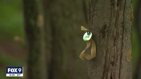 Memorial forest in Scandia, Minn. offer new option for your final resting place