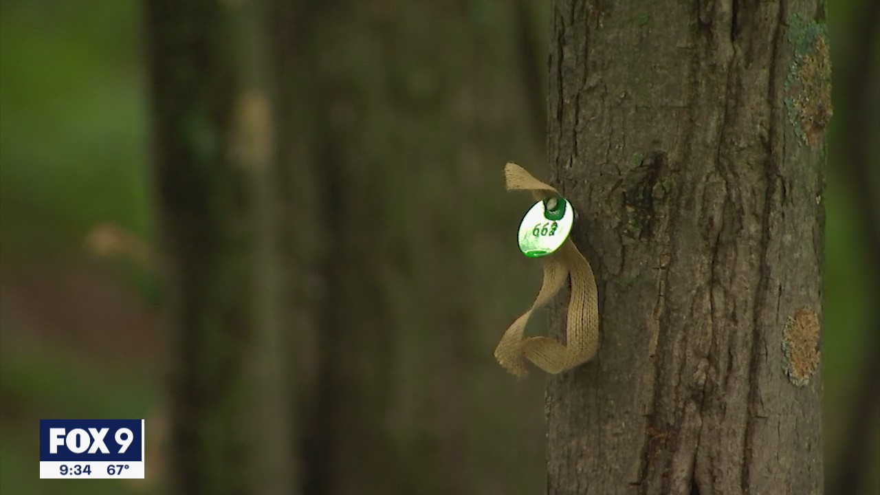 Memorial forest in Scandia, Minn. offer new option for your final resting place