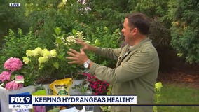 The most beautiful blooms on the block (keeping your hydrangeas healthy)