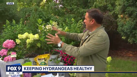 The most beautiful blooms on the block (keeping your hydrangeas healthy)