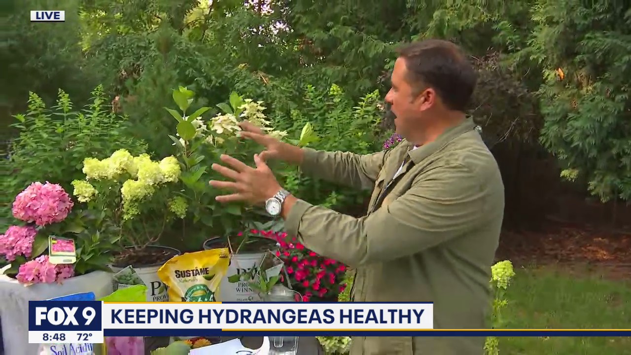 The most beautiful blooms on the block (keeping your hydrangeas healthy)