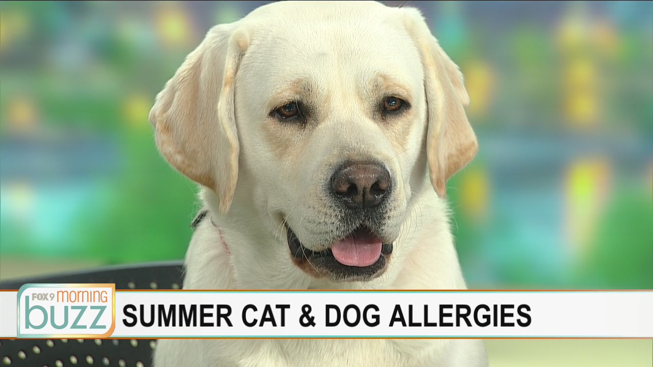 Butter (and Dr. Eric Ruhland) answer your pet allergy questions