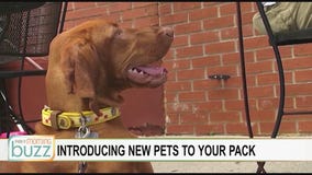 How to (slowly) introduce a new pet to your squad