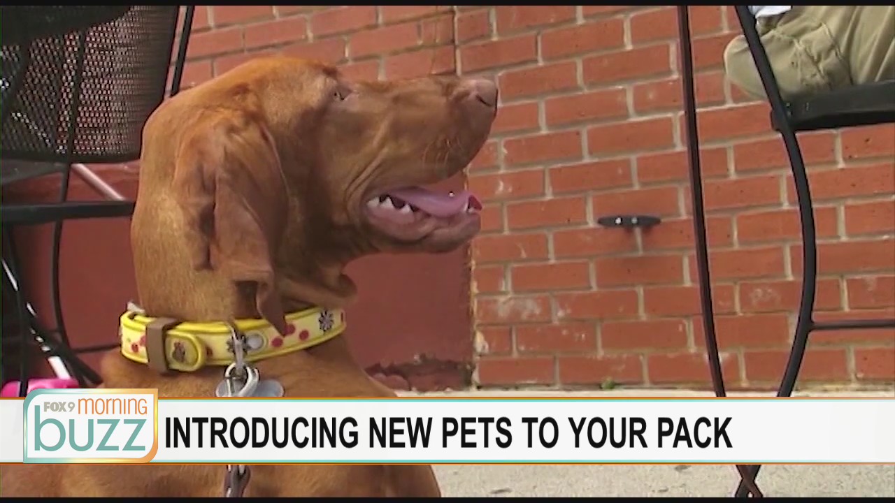 How to (slowly) introduce a new pet to your squad