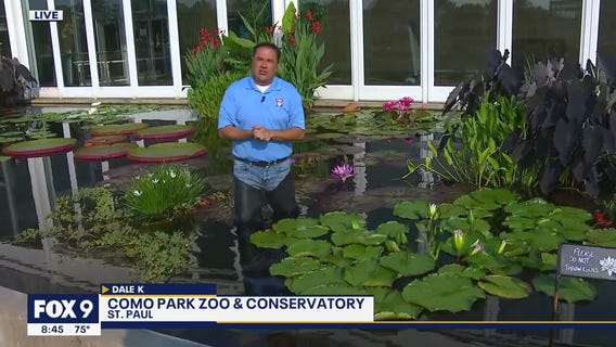 Making a splash at the Como Water Gardens