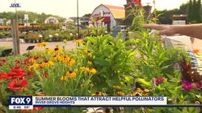 Summer blooms that attract helpful pollinators