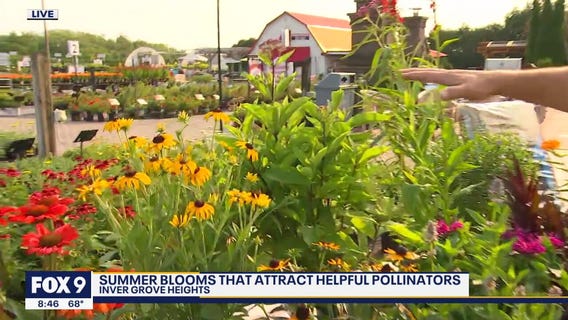 Summer blooms that attract helpful pollinators