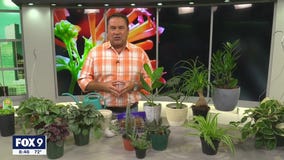 Low- maintenance plants perfect for college students