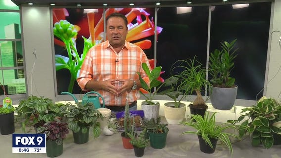 Low- maintenance plants perfect for college students