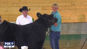 Fewer 4-H'ers staying overnight at state fairgrounds amid COVID-19 concerns