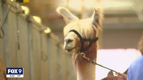 Minnesota State Fair: Llamas and alpacas prepare for costume contest