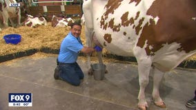 Utterly fantastic: Garden Guy Dale K tries to milk a cow at the fair