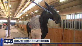 Gentle giants at the Minnesota State Fair