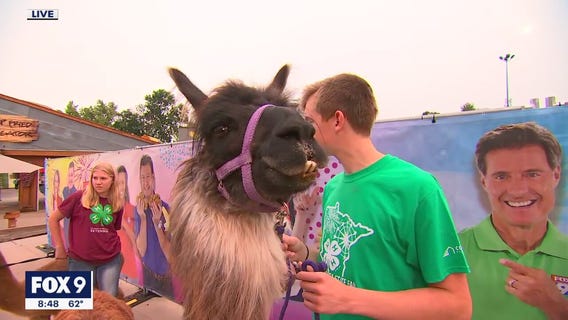 Meeting the llamas of the State Fair costume contest