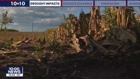 Minnesota farmers seeing smaller returns on corn harvest due to drought
