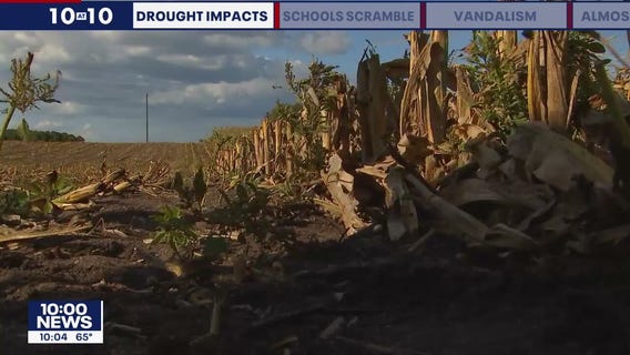 Minnesota farmers seeing smaller returns on corn harvest due to drought