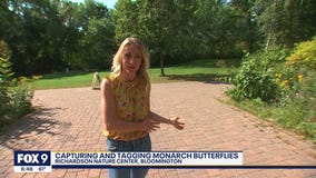 Tagging butterflies helps unravel mystery of their migration