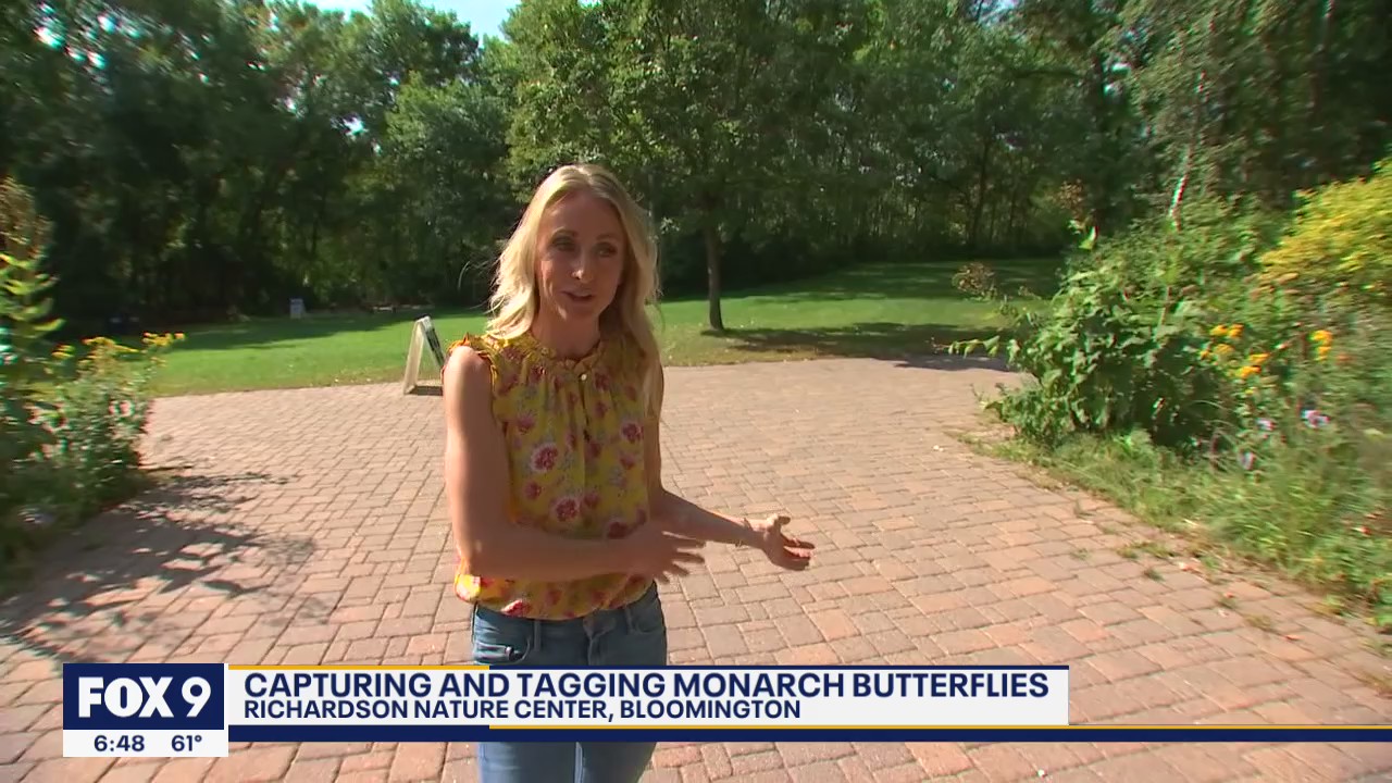 Tagging butterflies helps unravel mystery of their migration