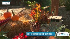 Beyond mums! Flowers for fall with Garden Guy Dale K