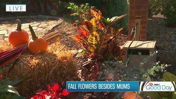 Beyond mums! Flowers for fall with Garden Guy Dale K