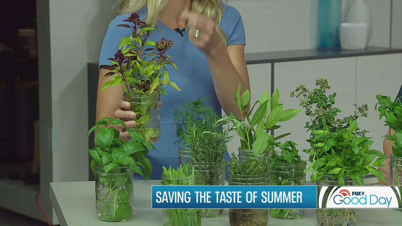 Saving the tastes of summer - how to freeze and dry herbs