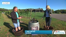 Garden Guy Dale K gets his feet dirty checking on Minnesota's grape harvest