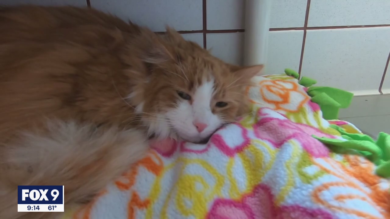 Group works to rescue feral cats as population increases in Twin Cities