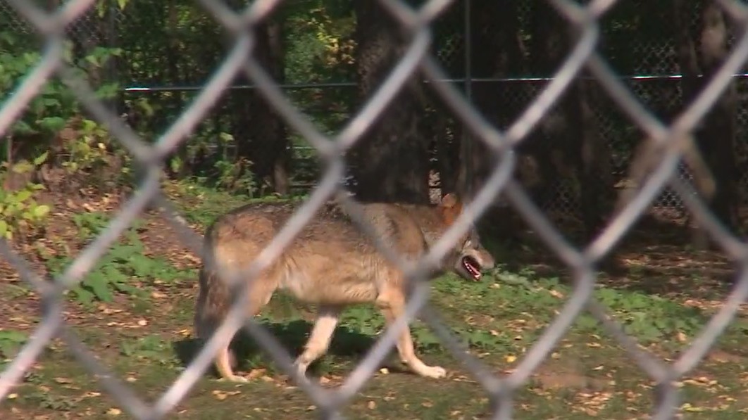 Como Zoo gets 2 new wolves, opens new traveling exhibit