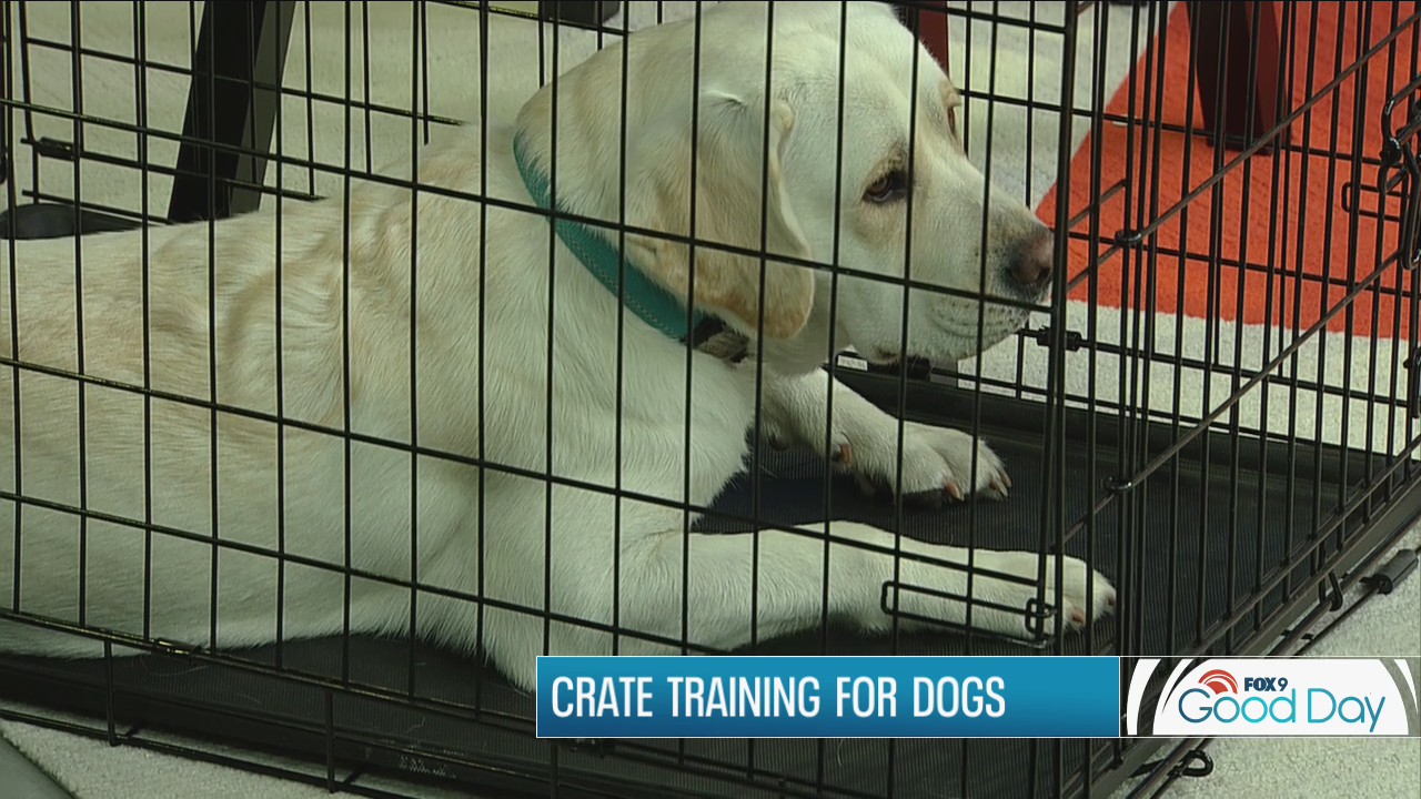 Crate training for dogs