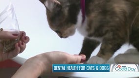 Keeping those canines in good working order! Dental health for cats & dogs