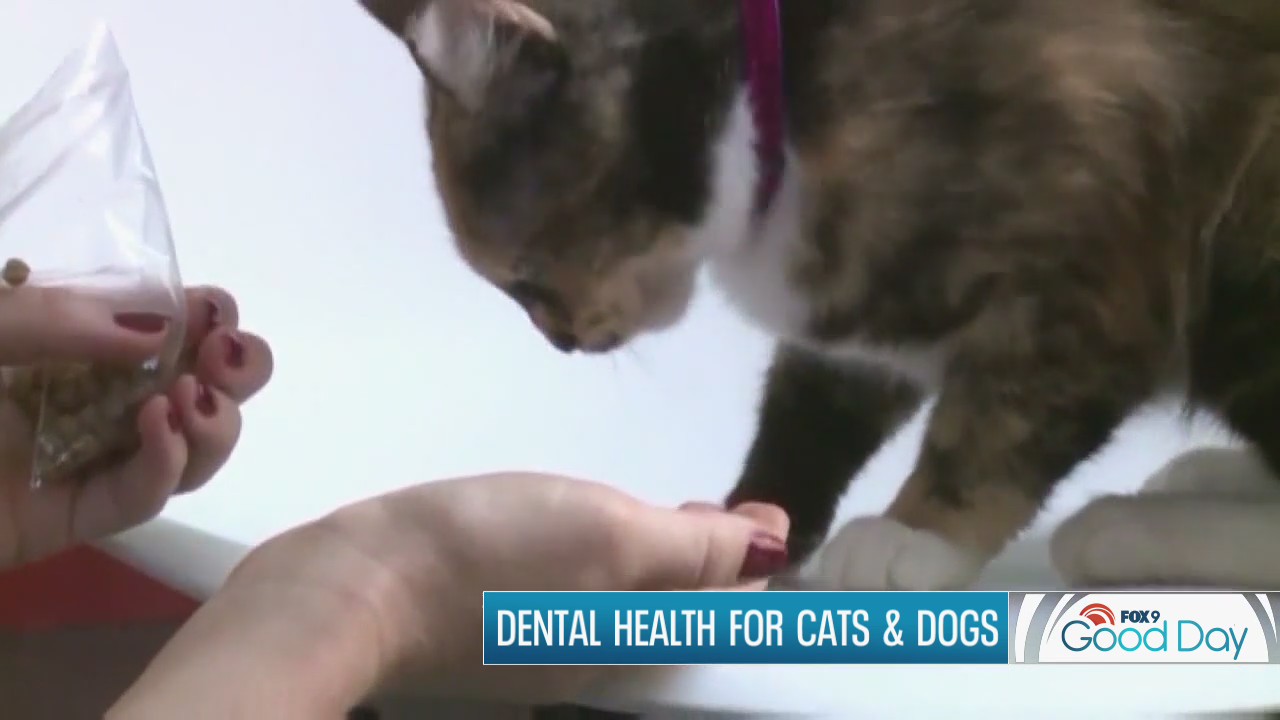 Keeping those canines in good working order! Dental health for cats & dogs