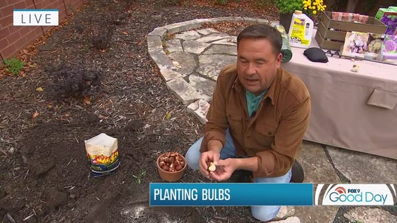 Everything you need to know about planting tulip bulbs