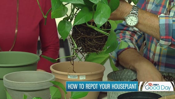 How to repot your favorite houseplants (and keep them alive)