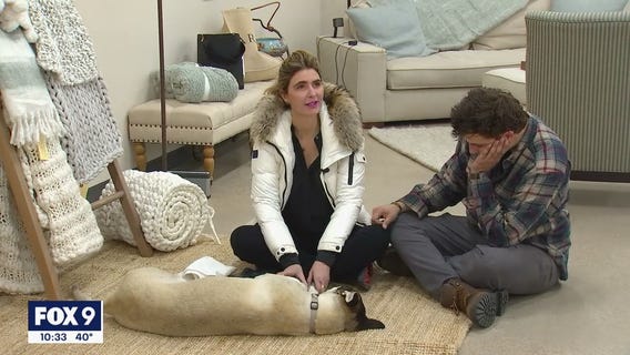 Authorities investigating two incidents of dogs being shot in two weeks in Carver County