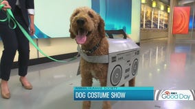 Tips for picking a safe Halloween costume for your dog