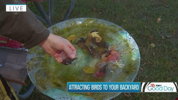 Best ways to attract backyard birds this fall