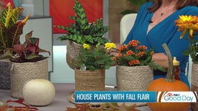 House plants with fall flair