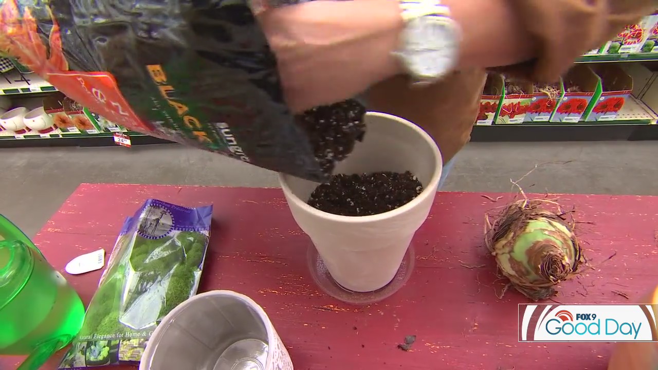 Timing is everything - planting your Amaryllis bulbs with Dale K