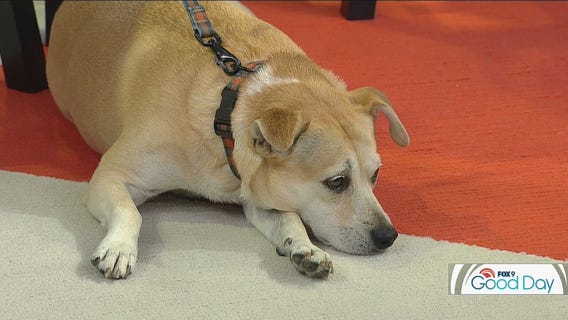 Dog-friendly spots to check out this fall around the Twin Cities