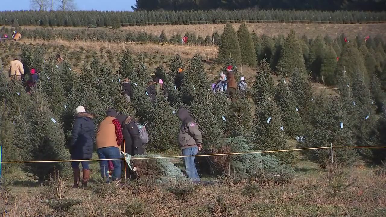 How the drought impacted Christmas tree farms in Minnesota, western Wisconsin