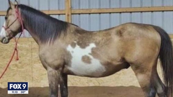 Lakeville family searching for horse they fear was stolen