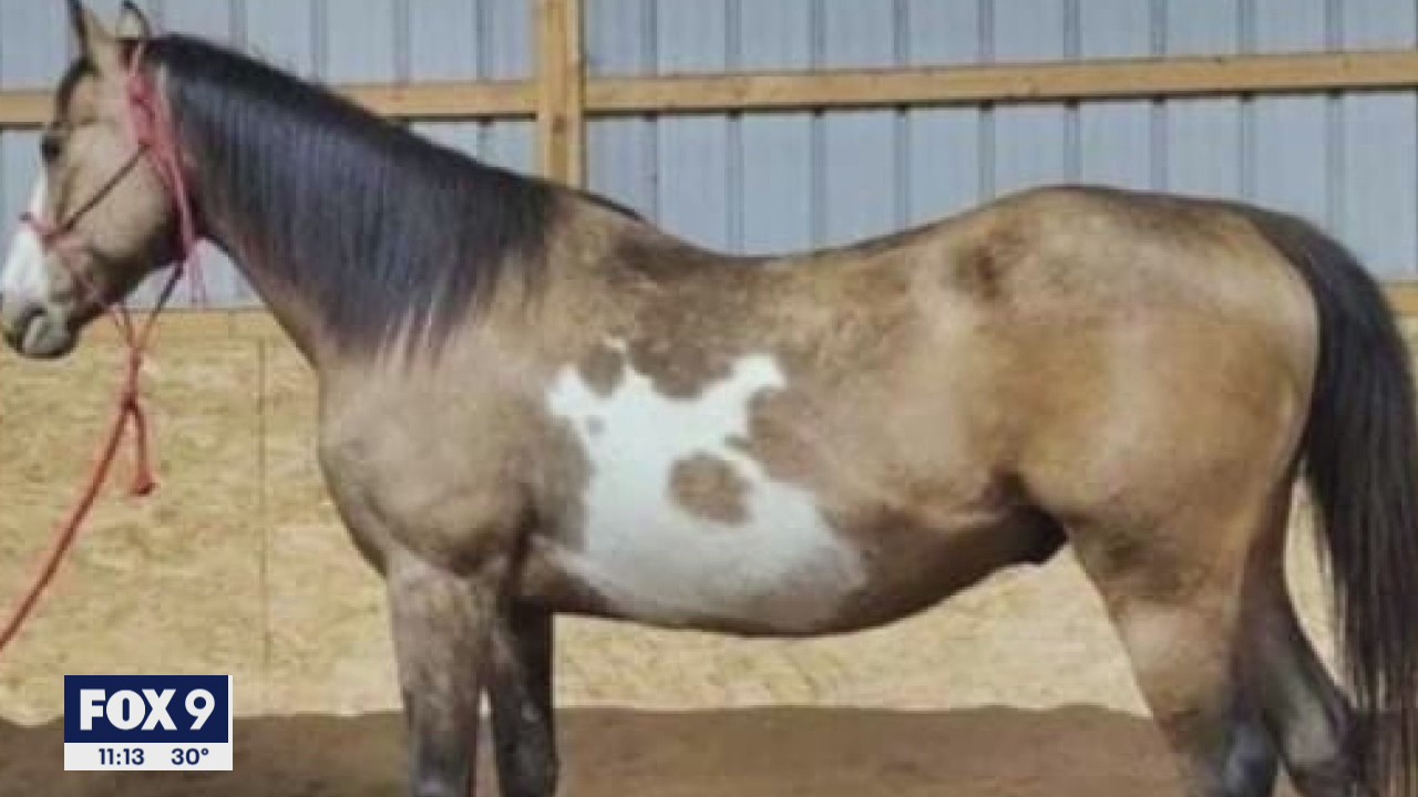 Lakeville family searching for horse they fear was stolen