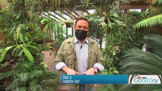 No soil, no problem! Air plants are the hot new stars of the plant world