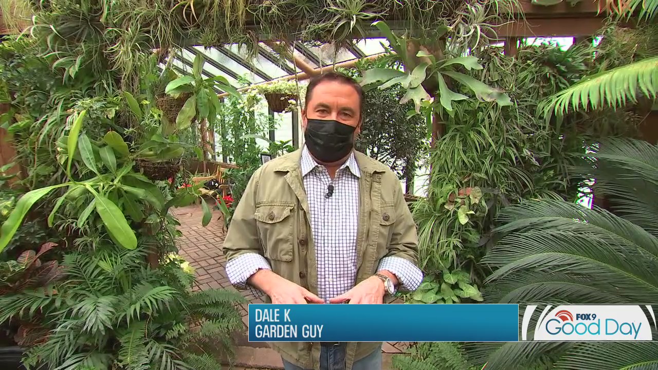 No soil, no problem! Air plants are the hot new stars of the plant world